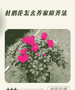 春天养花新森林怎么养花