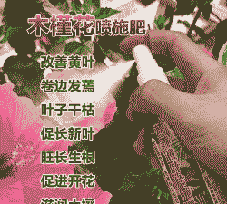 木槿树追施什么肥料好