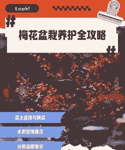 冬季移栽的红梅怎么浇水