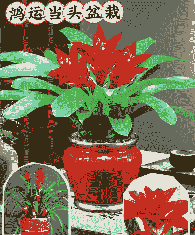 客厅放什么大红花好