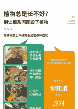 多肉如何用生根粉生根