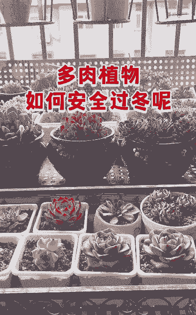 肉肉南方冬天怎么养