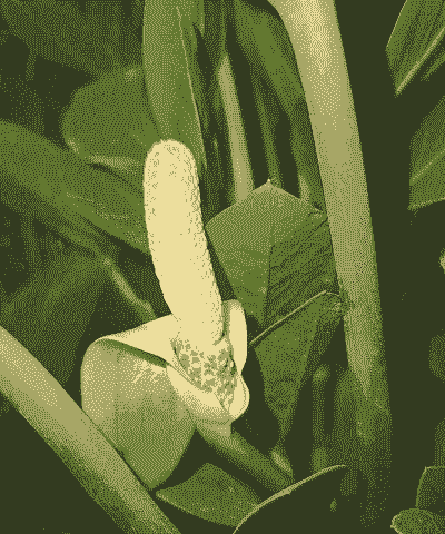 金钱树为什么不能开花