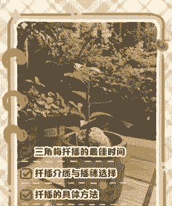 三角梅如何快速催根