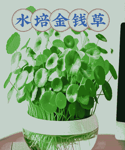 怎么水养金钱草