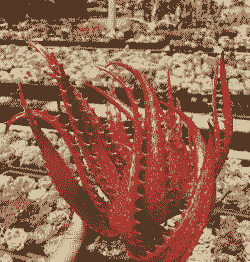 芦荟为什么会有红色斑点