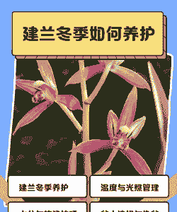 北方冬天怎么养建兰