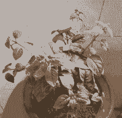 吊金钟怎么不开花