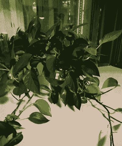 室内水养花桂花