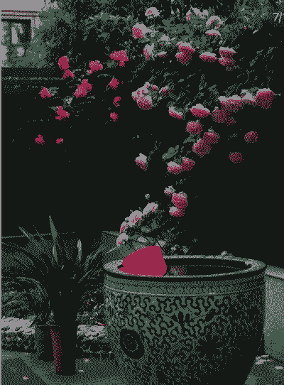 陶瓷缸养花教程