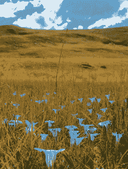 新手适合高原养花