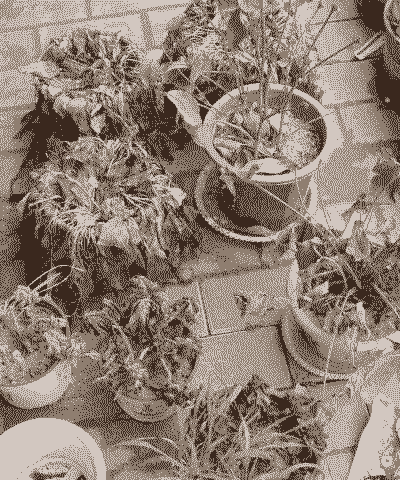 养花人遇到的困难