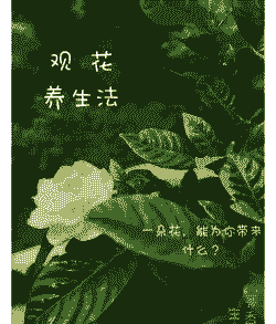 潜心修行可以养花吗