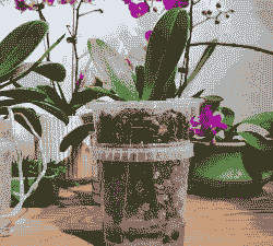 养花新手必备工具盆