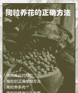 养花的陶粒如何消毒