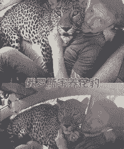 私人可以养花豹吗