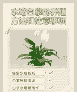 养花可以浇凉白开吗