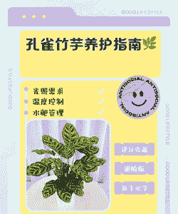 如何判断竹芋该浇水了