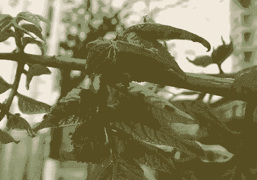 栾树上长什么虫