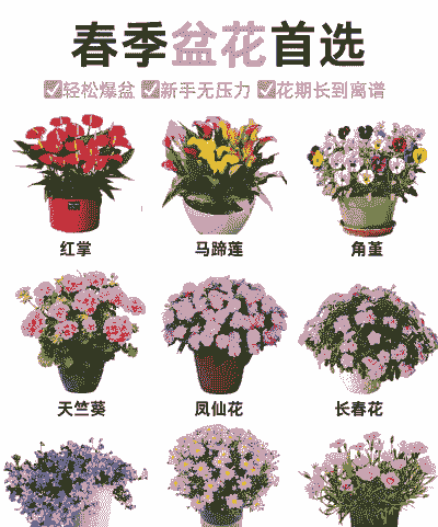 什么花春天可以种植