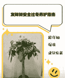 冬天如何养大发财树