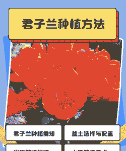 如何购买君子兰栽培土