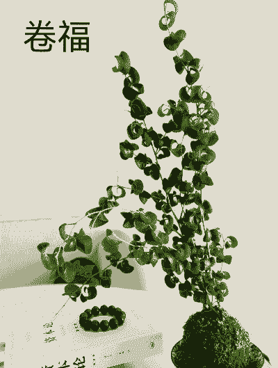 叶子卷曲植物叫什么