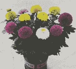 彩色菊花怎么养