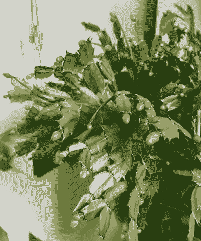 蟹爪莲这样养花苞多