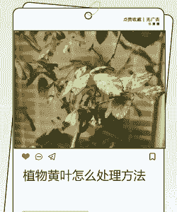 紫竹黄叶怎么处理