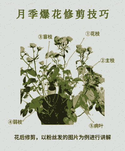 什么花秋天必须修剪