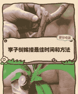 李子上都能嫁接什么