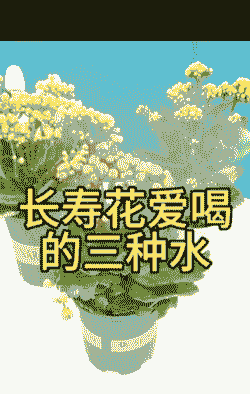 长寿花加什么水
