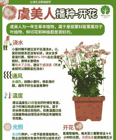 虞美人花怎么撒种