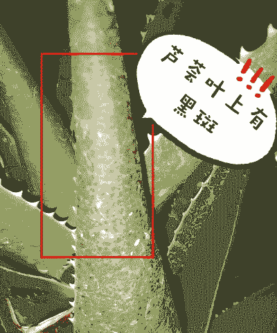 班马芦荟怎么变黑 班马芦荟怎么变黑