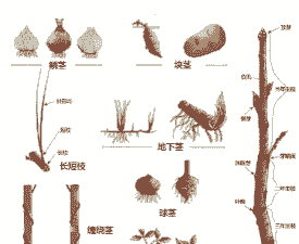 植物的茎分为哪几类