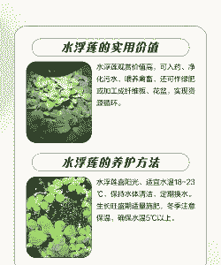 水浮莲生长在哪里