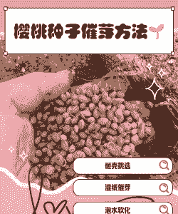 樱桃子怎样才能发芽