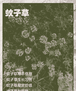 熏蚊子的植物叫什么名字