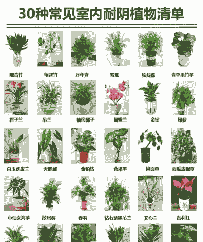 室内可以养的花有哪些品种