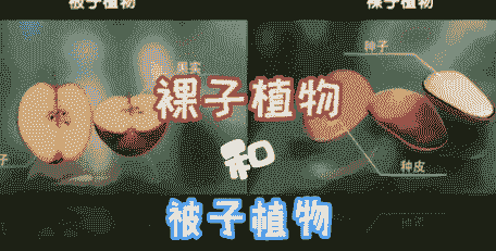 杏树是裸子植物还是被子植物