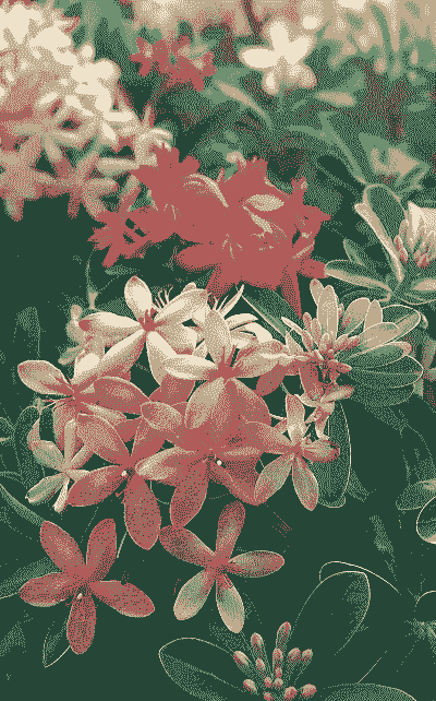 仙丹花能放在卧室么