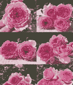 多头月季有哪些品种