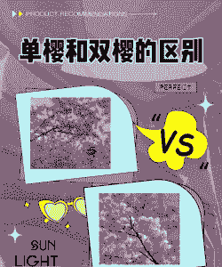 单樱和双樱的区别