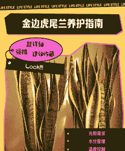 金边虎尾兰怎么养殖方法和注意事项