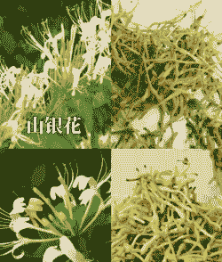 山银花与金银花的区别