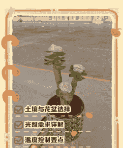 金钱木怎么养才茂盛多头