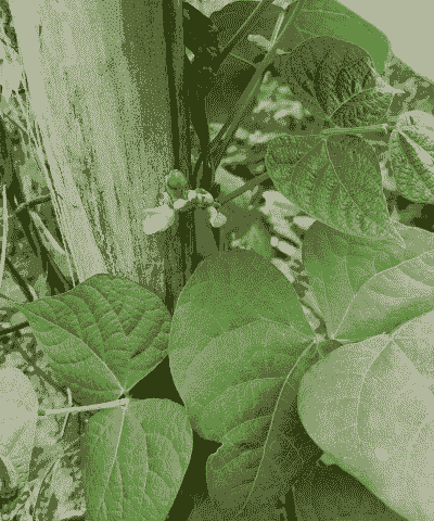 四季豆多久开花结果