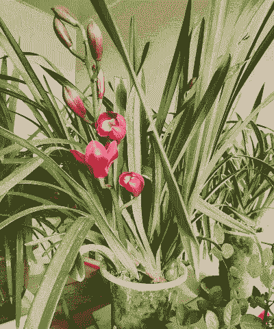 大花蕙兰开过花后还能再开吗