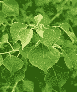 齐民要术中的树木指什么树